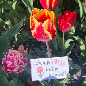 Garden Puns for Garden Lovers in the Spring. Text says, Always Tulip in the moment with an adorable image of a pink tulip.
