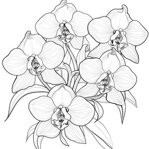 Orchids coloring page