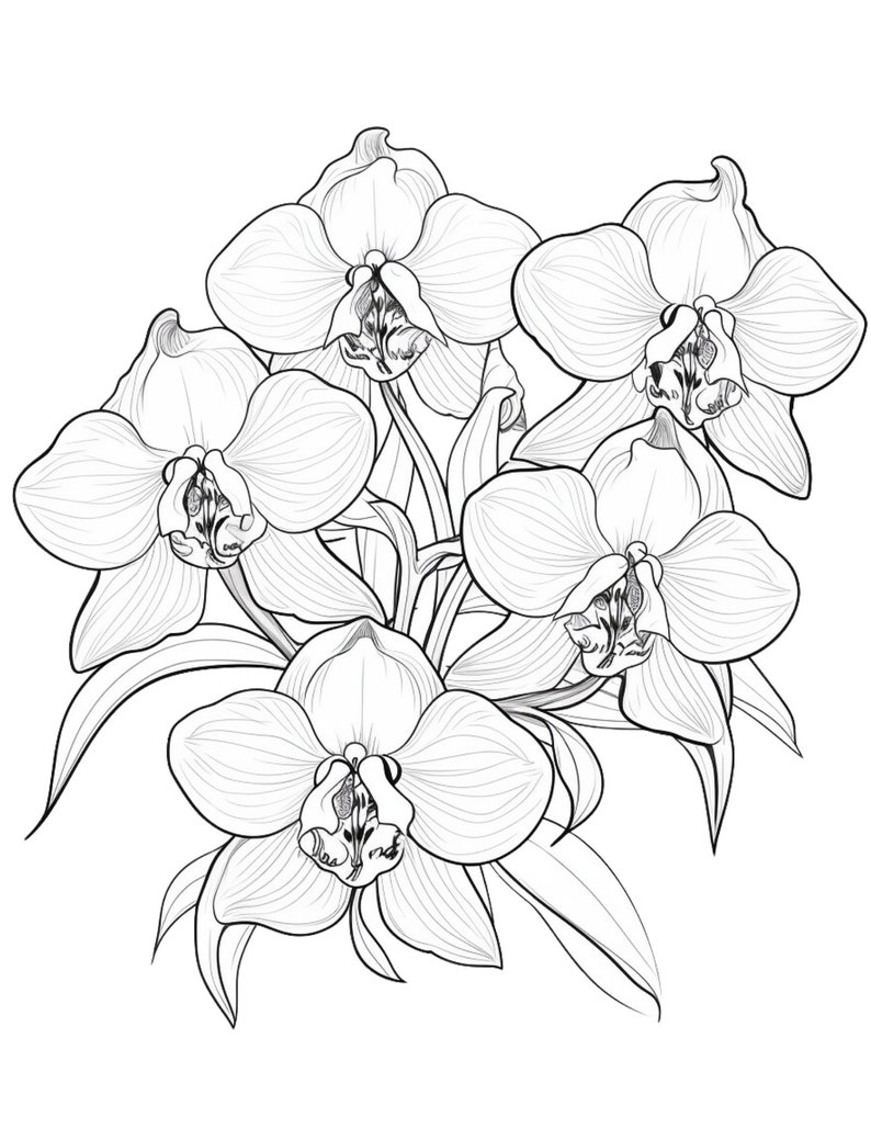 Orchids coloring page