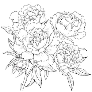 Peonies coloring page