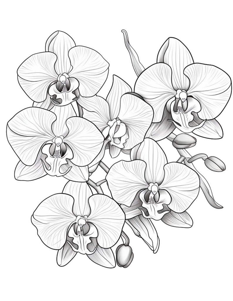 Orchids coloring page
