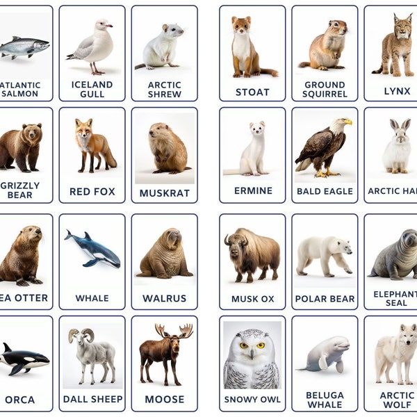 Chill With Arctic Friends, 32 Arctic Animals Flashcards for Kids and Toddler, Montessori Inspired Fun for Preschoolers