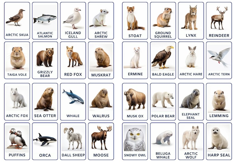 Chill With Arctic Friends, 32 Arctic Animals Flashcards for Kids and