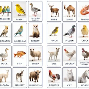 32 Flashcards d’animaux et d’oiseaux domestiques, imprimables pour enfants, cartes de nomenclature, activité pour les tout-petits, cartes Montessori, cartes pour l’école maternelle