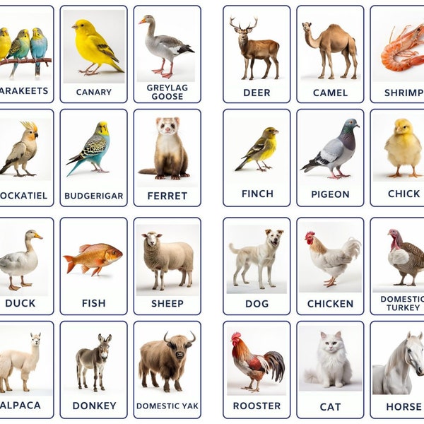 32 Domestic Animals and Birds Flashcards, Kids Printable, Nomenclature Cards, Toddler Activity, Montessori Cards, Cards for Preschool
