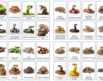32 Snakes Flashcards, Kids Printable, Nomenclature Cards, Toddler Activity, Montessori Cards, Cards for Preschool