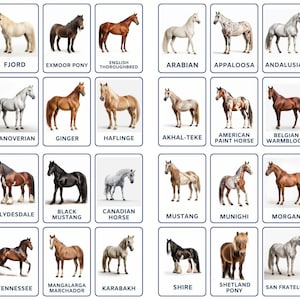 Descubra 32 tarjetas didácticas sobre razas de caballos, tarjetas didácticas imprimibles inspiradas en Montessori para niños, niños pequeños y preescolares. Educativo y divertido