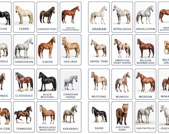 Discover 32 Horse Breeds Flashcards, Montessori-Inspired, Printable Flashcards for Kids, Toddlers and Preschoolers. Educational and Fun