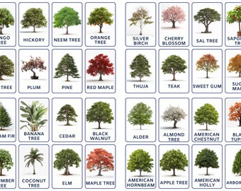 TREES (Real Pictures) - 32 Editable Montessori Cards, Nomenclature Flashcards, Editable PDF Printable Cards for Preschool and Montessori