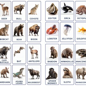 Flashcard Bundle of Animals and Nature Bundle Includes African Animals, Forest Animals, Jungle Animals, Safari Animals, Ocean Animals