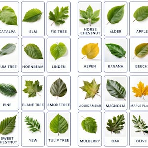 Découvrez les feuilles de plantes avec 32 cartes flash Montessori modifiables, cartes flash de nomenclature, PDF imprimable, jouets Montessori pour l'école maternelle