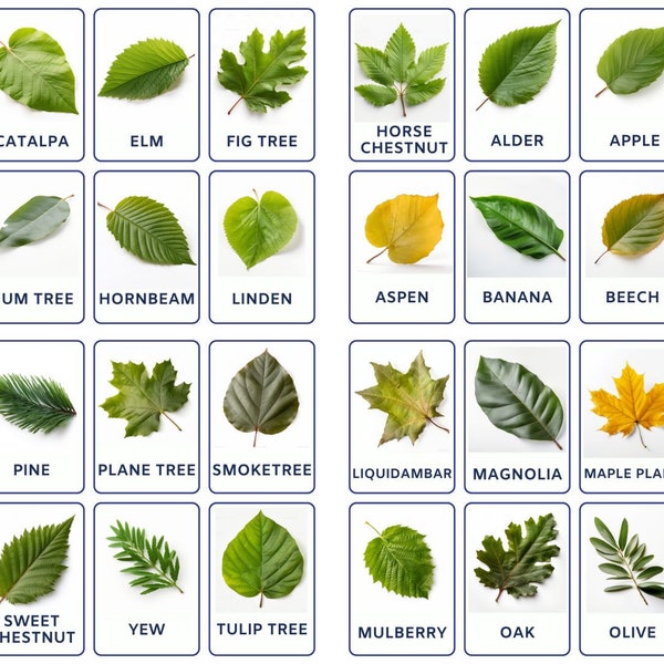 Discover Plant Leaves With 32 Editable Montessori Flash Cards, Nomenclature Flashcards, Printable PDF, Montessori Toys for Preschool
