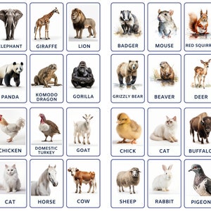 Pacchetto di flashcard sugli animali del bosco che include animali da fattoria, animali domestici e uccelli, animali dello zoo, animali dell'oceano e animali del bosco.