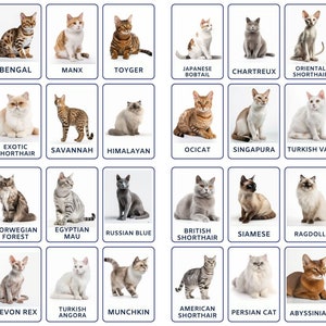 32 cartes mémo de race de chat, imprimables pour enfants, cartes de nomenclature, activité pour tout-petits, cartes Montessori, cartes pour l'école maternelle, cartes d'images