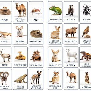 Explore Desert Wonders, 32 Desert Animals Flashcards for Kids and Toddlers, Montessori Inspired Fun for Preschoolers