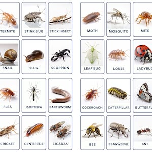 32 Insects Flash Cards, Montessori Flash Cards, Preschool Activity, Educational Printable Cards, Montessori Materials, Instant Download