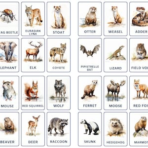 32 Woodland Animals Flashcards, Kids Printable, Nomenclature Cards, Toddler Activity, Montessori Cards, Cards for Preschool, Image Cards
