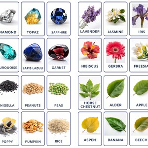 Flashcard Bundle of Natural Beauty Bundle comprend des fleurs, des pierres précieuses, des papillons, des graines et des feuilles de plantes, téléchargement numérique instantané