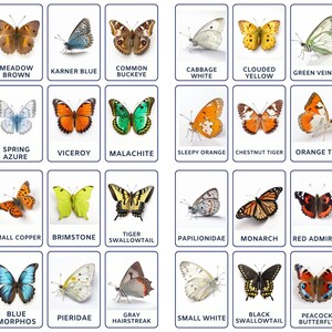 Explorez les papillons avec 32 cartes Montessori, fiches de nomenclature, PDF modifiables et imprimables pour l'école maternelle.