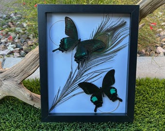 Cola de golondrina negra alpina de 8x10 y pavo real de París - Negro