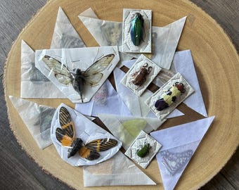 Paquete de sorpresas para artistas con insectos