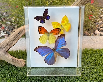 Morfo azul 8x10, ala morada, azufre barrado naranja, azufre vibrante - acrílico