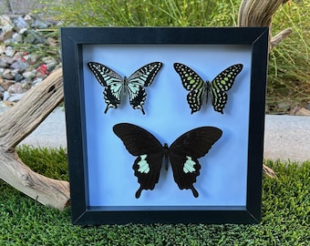 Mariposas enmarcadas de 8x8 - Negro