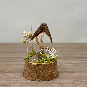 Mini Mottenkuppel “Sad Boi”