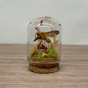 Mini Wespenkuppel