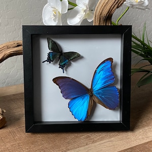 Framed Blue Morpho/Swallowtail