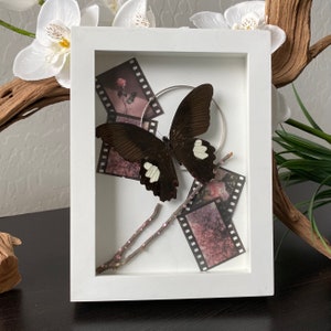 Mariposa enmarcada
