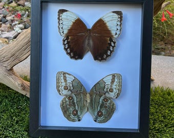 Mariposas Reina de la Jungla 8x10 - Negras