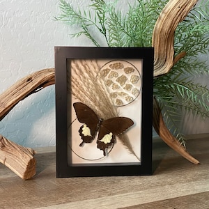 Framed Butterfly