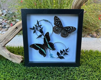 Mariposas enmarcadas de 8x8 - Negro