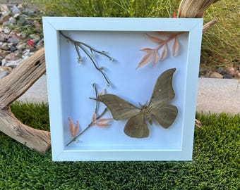 Polilla de seda Antheraea de 8x8 - Blanca