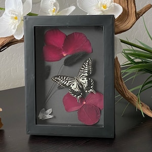 Mariposa enmarcada