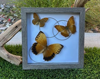 Mariposa y mariposas Jungle Queen de 8x8 - Madera gris