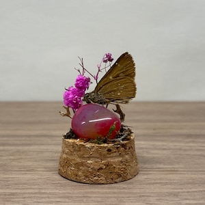 Mini Schmetterling Haube