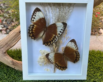 Mariposas Reina de la Jungla 8x10 - Blancas