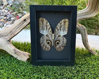 Mariposa búho de 5x7 - Negra