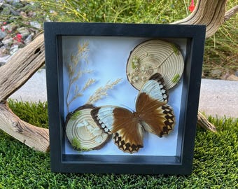 Mariposa Reina de la Jungla 8x8 - Negra