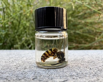 Muestra húmeda de avispa chaqueta amarilla