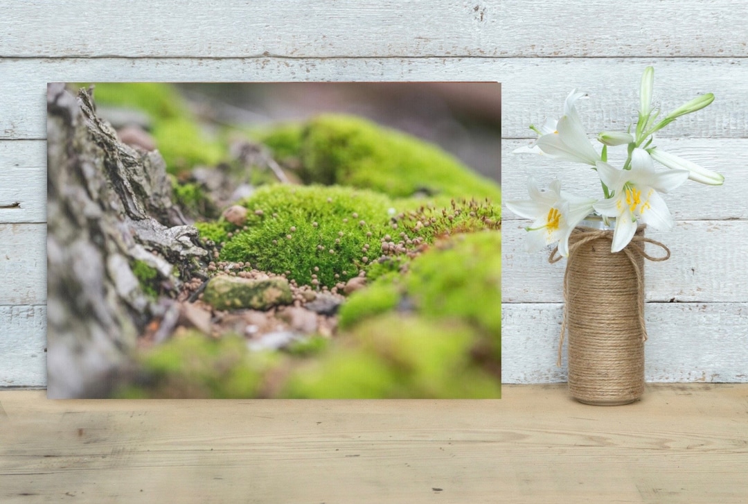 Mossy Bark Wall Art Canvas for Indoor Decor, Nature Photography Wall