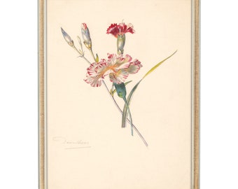 Antique Carnation Floral Illustration, Striped Carnation Flower Study, Reproduction Vintage Botanical Print, Antique Floral Watercolor Study