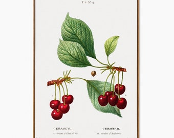 Cherry Illustration, Antique Reproduction French Cherry Art, Cherries Watercolor Study, Fruit Art, Antique Kitchen Art, Victorian