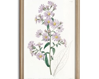 Light Purple Aster Illustration, Reproduction Vintage Botanical Print, Antique Flower Watercolor Study, High Quality Poster Print