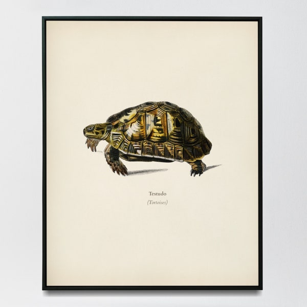 Tortoise Art - Etsy