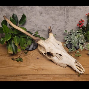 Cheap REAL Red Deer SKULL with Antlers | Craft & Totem Skull | Witchcraft Decor | Wall Mount | Unique and Authentic Nature Display | Gift