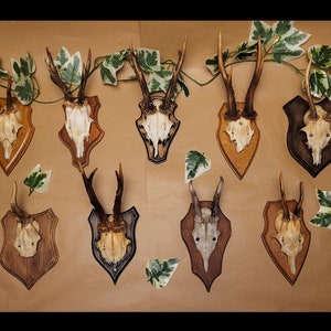 Echte Reh Schädel Wand Halterung-Jagd Dekoration Sammler Geschenk