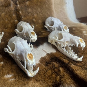 Real Fox Skull for Crafting | Random Selection | Affordable Animal Bones | Unique Nature Collectibles | Perfect for DIY Projects & Decor